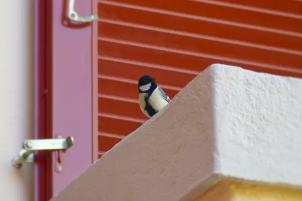 Great tit (Parus major) sitting on a stone railing of a balcony in Zurich, Switzerland