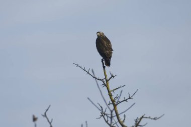 İsviçre, Zürih 'te bir ağaçta oturan akbaba (Buteo buteo)