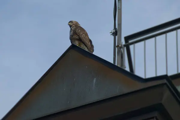 İsviçre 'nin Zürih kentindeki bir evin çatısında oturan akbaba (Buteo buteo)