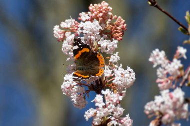 Red admiral butterfly (Vanessa Atalanta) perched on a white flower in Zurich, Switzerland