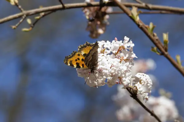 İsviçre 'nin Zürih kentinde beyaz bir çiçeğe tünemiş büyük kaplumbağa kabuğu (Nymphalis polychloros).