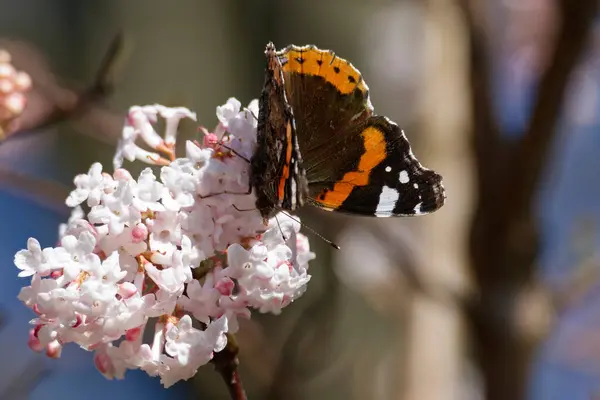 Red admiral butterfly (Vanessa Atalanta) perched on a white flower in Zurich, Switzerland