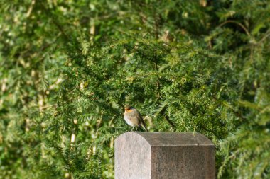 Zürih, İsviçre 'de bir taşın üzerinde oturan Avrupa bülbülü (Erithacus rubecula)