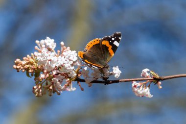 Red admiral butterfly (Vanessa Atalanta) perched on a white flower in Zurich, Switzerland