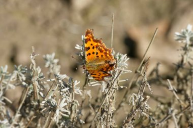 Comma butterfly (Polygonia c-album) sitting on lavender in Zurich, Switzerland