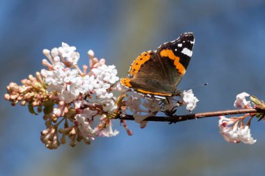 Red admiral butterfly (Vanessa Atalanta) perched on a white flower in Zurich, Switzerland