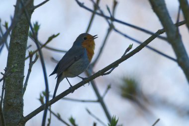 Zürih, İsviçre 'de bir ağaç dalında oturan Avrupa bülbülü (Erithacus rubecula)