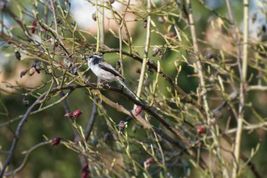 Long-tailed tit (Aegithalos caudatus) sitting on a tree branch in Zurich, Switzerland