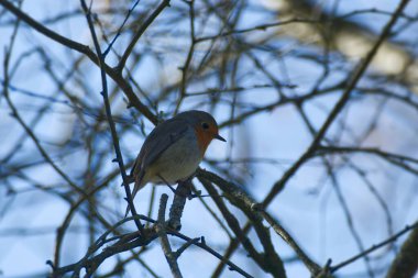 Zürih, İsviçre 'de bir ağaç dalında oturan Avrupa bülbülü (Erithacus rubecula)