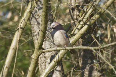 Avrasyalı Jay (Garrulus glandarius) İsviçre 'nin Zürih kentindeki bir ağaç dalına tünedi.