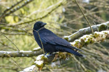 İsviçre, Zürih 'te bir ağaçta oturan Carrion Crow (Corvus corone)