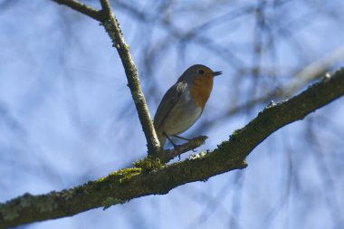 Zürih, İsviçre 'de bir ağaç dalında oturan Avrupa bülbülü (Erithacus rubecula)