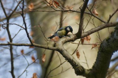 Great tit (Parus major) sitting in a tree in Zurich, Switzerland