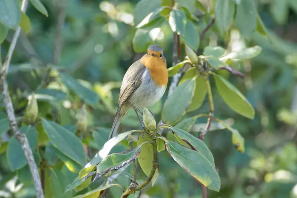 Zürih, İsviçre 'de bir ağaç dalında oturan Avrupa bülbülü (Erithacus rubecula)