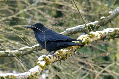 İsviçre, Zürih 'te bir ağaçta oturan Carrion Crow (Corvus corone)