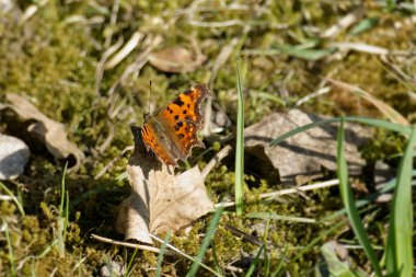 Zürih, İsviçre 'de kahverengi bir yaprağın üzerinde oturan virgül kelebeği (Polygonia c-album)