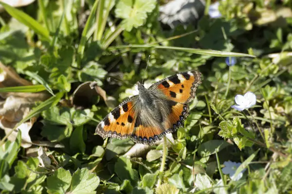 Small tortoiseshell butterfly (Aglais urticae) sitting on a grass field in Zurich, Switzerland