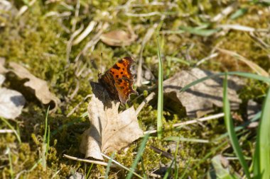 Zürih, İsviçre 'de kahverengi bir yaprağın üzerinde oturan virgül kelebeği (Polygonia c-album)
