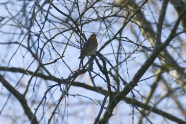Zürih, İsviçre 'de bir ağaç dalında oturan Avrupa bülbülü (Erithacus rubecula)