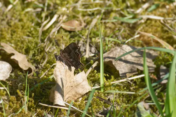 Zürih, İsviçre 'de kahverengi bir yaprağın üzerinde oturan virgül kelebeği (Polygonia c-album)
