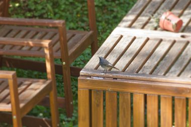 İsviçre 'nin Zürih kentindeki bir ahşap masada oturan Siyah Erkek Kızılay (Phoenicurus ochruros)