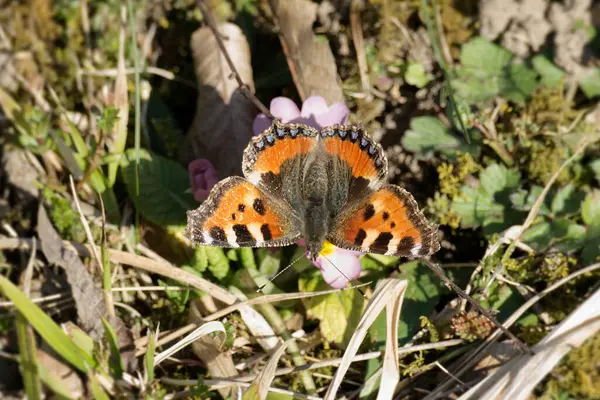 İsviçre, Zürih 'te pembe çiçeğin üzerinde oturan küçük kaplumbağa kabuğu kelebeği (Aglais urticae)