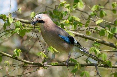 Avrasyalı Jay (Garrulus glandarius) İsviçre 'nin Zürih kentindeki gagasında dallarla bir ağaç dalına tünemişti.