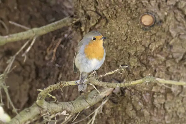 Zürih, İsviçre 'de bir ağaç dalında oturan Avrupa bülbülü (Erithacus rubecula)