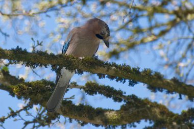 Avrasyalı Jay (Garrulus glandarius) İsviçre 'nin Zürih kentindeki bir ağaç dalına tünedi.