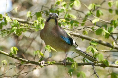 Avrasyalı Jay (Garrulus glandarius) İsviçre 'nin Zürih kentindeki gagasında dallarla bir ağaç dalına tünemişti.