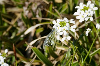İsviçre 'nin Zürih kentinde açık pembe bir çiçeğe tünemiş dişi turuncu uçlu kelebek (Anthocharis cardamine)