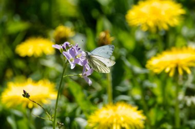İsviçre 'nin Zürih kentinde açık pembe bir çiçeğe tünemiş yeşil damarlı beyaz kelebek (pieris napi)