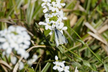 İsviçre 'nin Zürih kentinde açık pembe bir çiçeğe tünemiş dişi turuncu uçlu kelebek (Anthocharis cardamine)