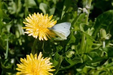 Küçük beyaz kelebek (Pieris rapae) İsviçre, Zürih 'te sarı bir karahindiba üzerine tünemiştir.