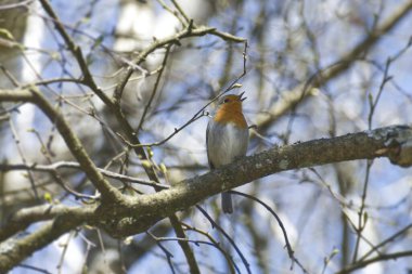 Zürih, İsviçre 'de bir ağaç dalında oturan Avrupa bülbülü (Erithacus rubecula)