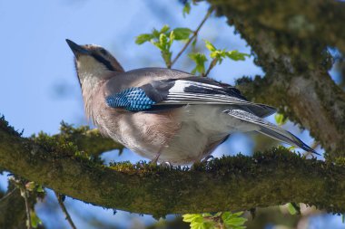Avrasyalı Jay (Garrulus glandarius) İsviçre 'nin Zürih kentindeki bir ağaç dalına tünedi.