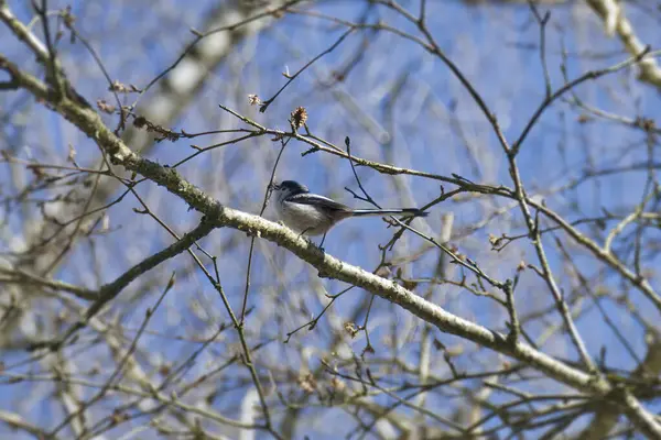 Long-tailed tit (Aegithalos caudatus) sitting on a tree branch in Zurich, Switzerland