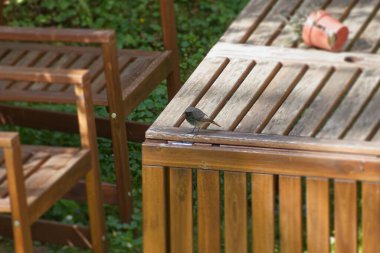 İsviçre 'nin Zürih kentindeki bir ahşap masada oturan Siyah Erkek Kızılay (Phoenicurus ochruros)