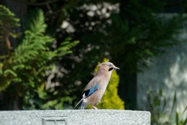 Avrasyalı Jay (Garrulus glandarius) İsviçre 'nin Zürih kentinde bir taşın üzerinde oturuyor