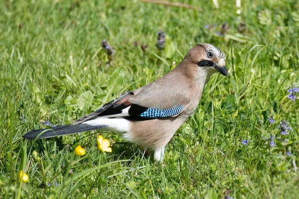 Avrasyalı Jay (Garrulus glandarius) İsviçre 'nin Zürih kentindeki bir çim tarlasında oturuyor