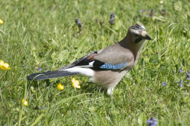 Avrasyalı Jay (Garrulus glandarius) İsviçre 'nin Zürih kentindeki bir çim tarlasında oturuyor