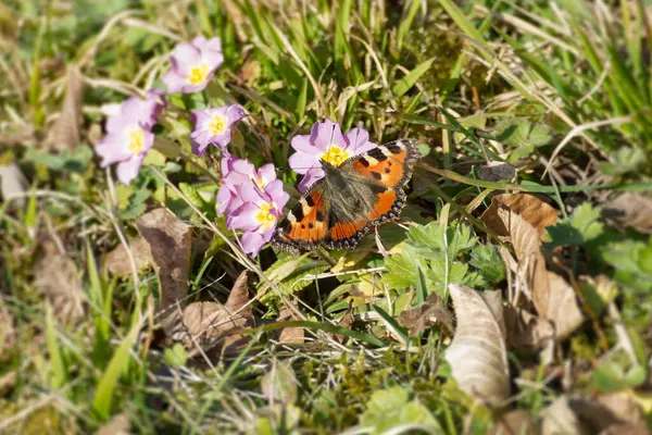 İsviçre, Zürih 'te pembe çiçeğin üzerinde oturan küçük kaplumbağa kabuğu kelebeği (Aglais urticae)