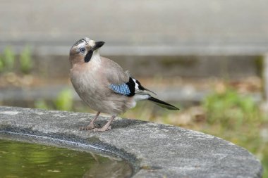Avrasyalı Jay (Garrulus glandarius) İsviçre 'nin Zürih kentindeki çeşmenin kenarında oturuyor