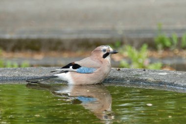 Avrasyalı Jay (Garrulus glandarius) İsviçre 'nin Zürih kentindeki bir çeşmede oturuyor.