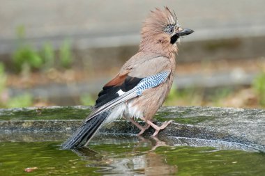 Avrasyalı Jay (Garrulus glandarius) İsviçre 'nin Zürih kentindeki çeşmenin kenarında oturuyordu.
