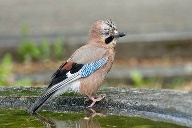 Avrasyalı Jay (Garrulus glandarius) İsviçre 'nin Zürih kentindeki çeşmenin kenarında oturuyordu.