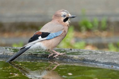 Avrasyalı Jay (Garrulus glandarius) İsviçre 'nin Zürih kentindeki çeşmenin kenarında oturuyordu.
