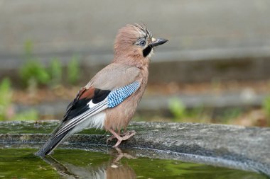 Avrasyalı Jay (Garrulus glandarius) İsviçre 'nin Zürih kentindeki çeşmenin kenarında oturuyordu.