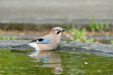 Avrasyalı Jay (Garrulus glandarius) İsviçre 'nin Zürih kentindeki bir çeşmede oturuyor.