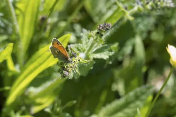Small Heath (Coenonympha pamphilus) İsviçre 'nin Zürih şehrinde çimlerin üzerinde oturan kelebek